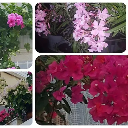 Vendégház Margarita 3*